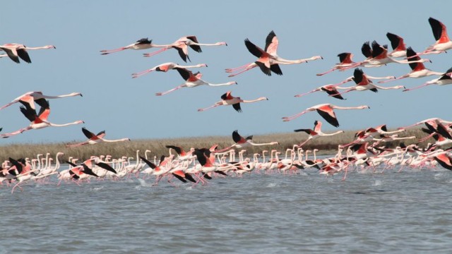 پرندگان مهاجر در آبگیرهای کهگیلویه و بویراحمد فرود آمدند